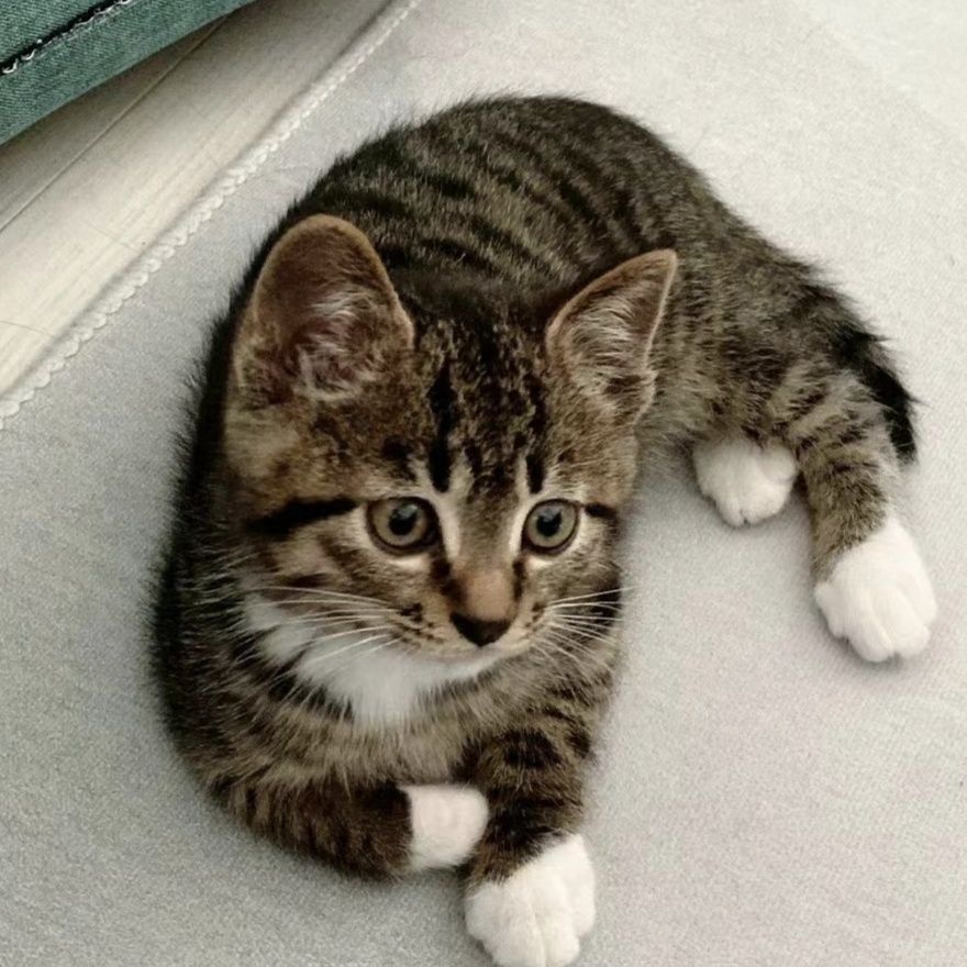 活物中华田园猫猫咪幼崽小奶猫橘猫橘白狸猫黑猫猫咪真猫宠物猫咪